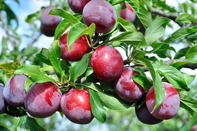 Plum Perfect: Choosing the Right Plum Trees Variety for Your Garden - Shrubhub