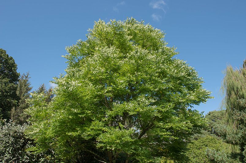 A Guide to Growing the Kentucky Coffee Tree - Shrubhub