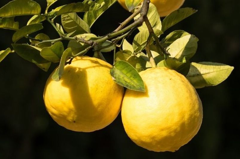 Bring a Slice of The Tropics To Your Backyard With Guava Trees.  - Shrubhub