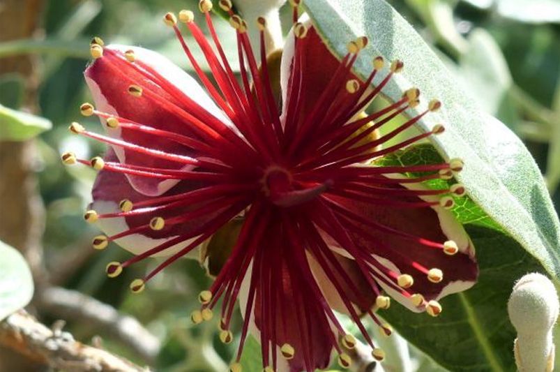 Bring a Slice of The Tropics To Your Backyard With Guava Trees.  - Shrubhub