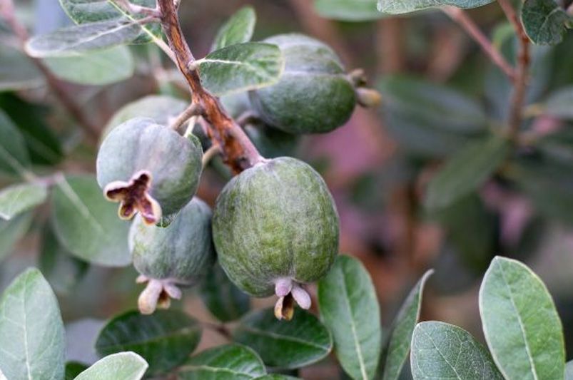 Bring a Slice of The Tropics To Your Backyard With Guava Trees.  - Shrubhub