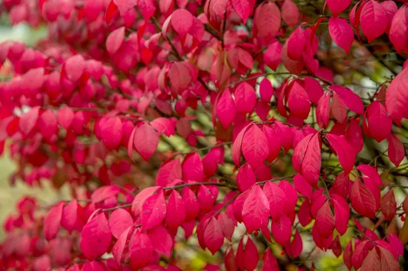 From Manhattan to Moonshadow, Don't Sleep on These 12 Vibrant Euonymus Cultivars - Shrubhub