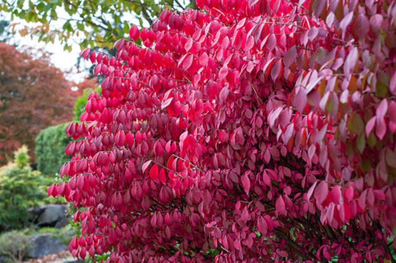 From Manhattan to Moonshadow, Don't Sleep on These 12 Vibrant Euonymus Cultivars - Shrubhub