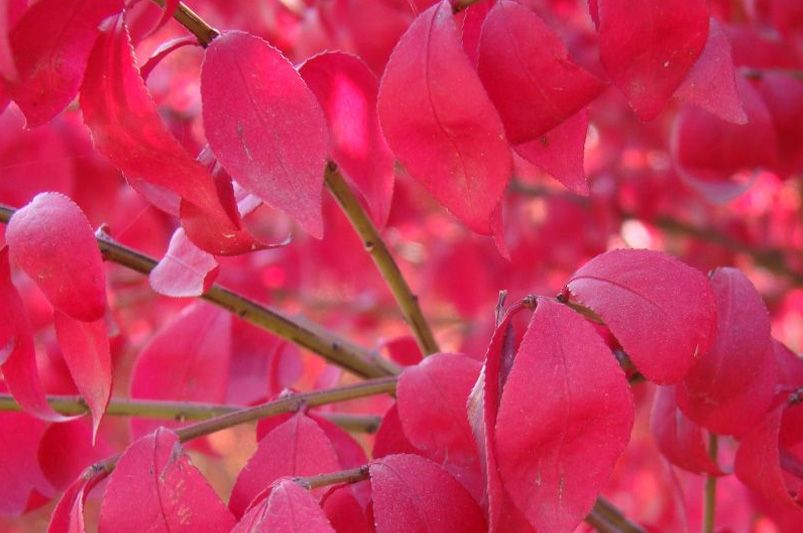 From Manhattan to Moonshadow, Don't Sleep on These 12 Vibrant Euonymus Cultivars - Shrubhub