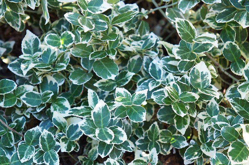 From Manhattan to Moonshadow, Don't Sleep on These 12 Vibrant Euonymus Cultivars - Shrubhub