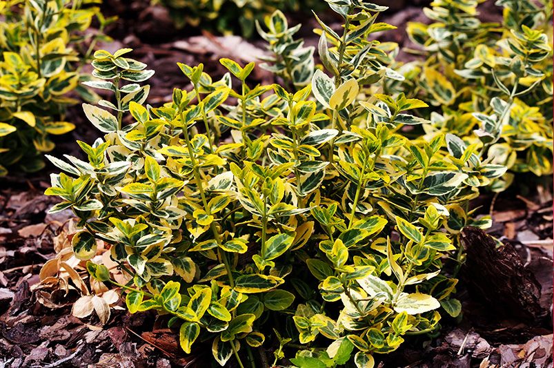 From Manhattan to Moonshadow, Don't Sleep on These 12 Vibrant Euonymus Cultivars - Shrubhub