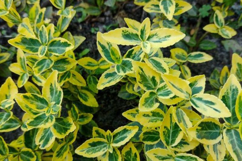 From Manhattan to Moonshadow, Don't Sleep on These 12 Vibrant Euonymus Cultivars - Shrubhub