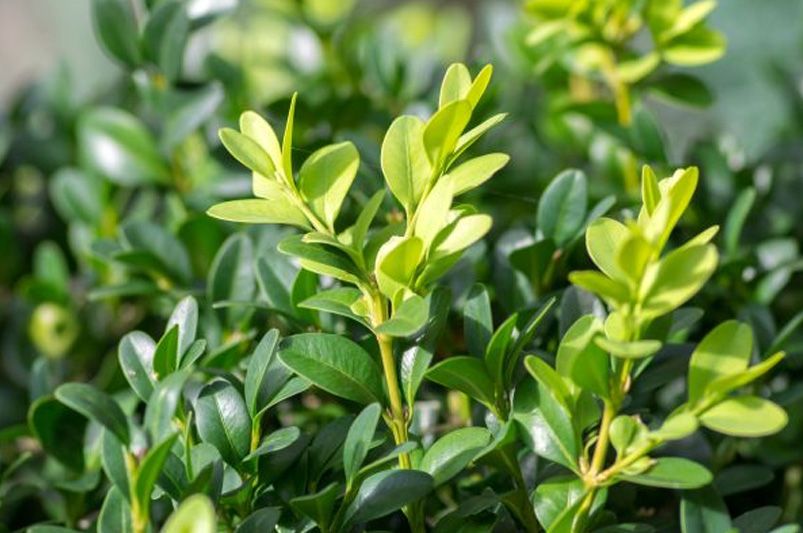 From Manhattan to Moonshadow, Don't Sleep on These 12 Vibrant Euonymus Cultivars - Shrubhub