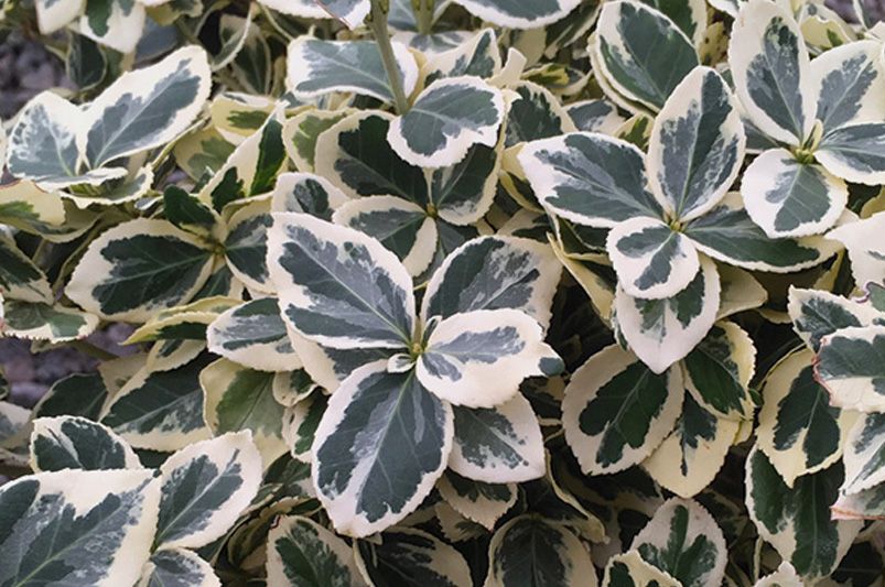 From Manhattan to Moonshadow, Don't Sleep on These 12 Vibrant Euonymus Cultivars - Shrubhub