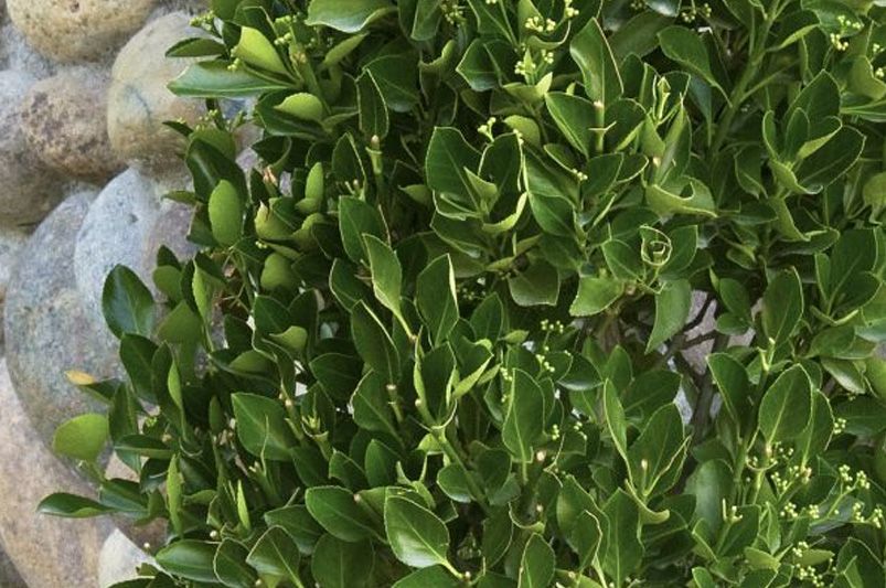 From Manhattan to Moonshadow, Don't Sleep on These 12 Vibrant Euonymus Cultivars - Shrubhub