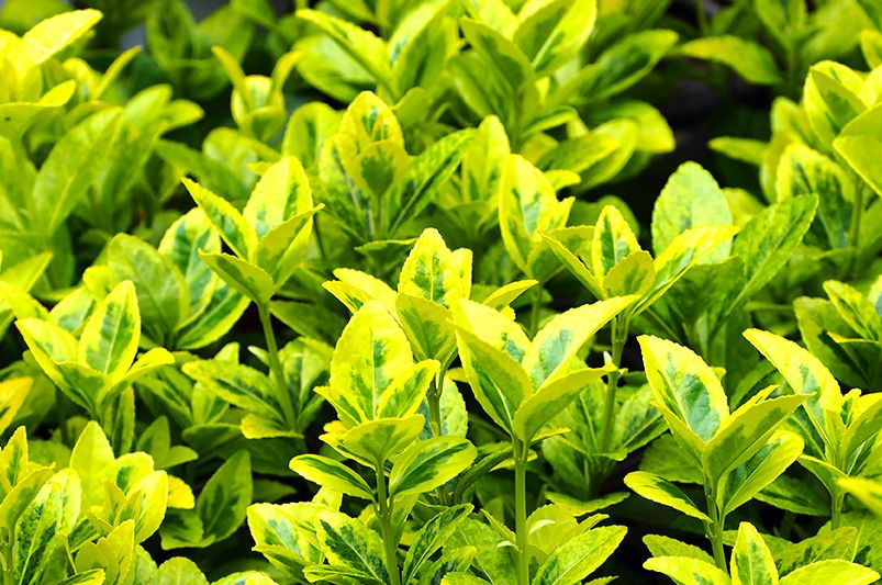 From Manhattan to Moonshadow, Don't Sleep on These 12 Vibrant Euonymus Cultivars - Shrubhub