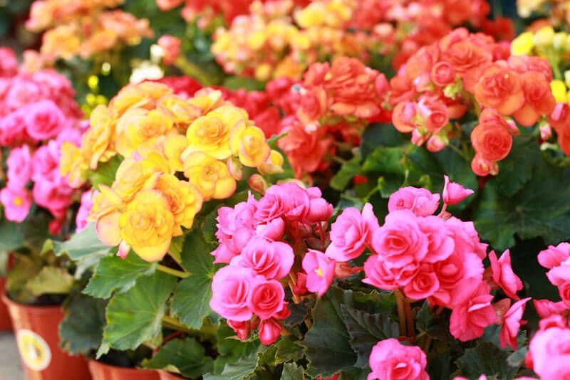 How to Care for Begonias: Basic Tips For Beginners - Shrubhub