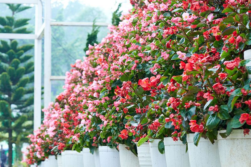 How to Care for Begonias: Basic Tips For Beginners - Shrubhub