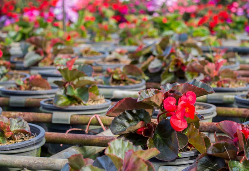 How to Care for Begonias: Basic Tips For Beginners - Shrubhub