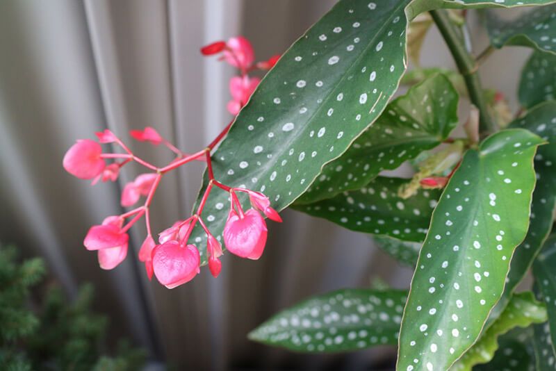 How to Care for Begonias: Basic Tips For Beginners - Shrubhub