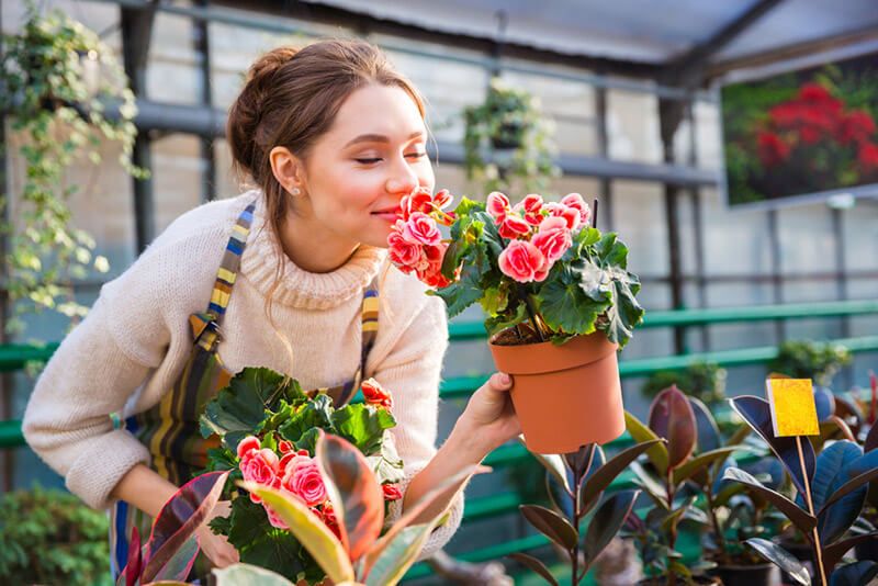 How to Care for Begonias: Basic Tips For Beginners - Shrubhub