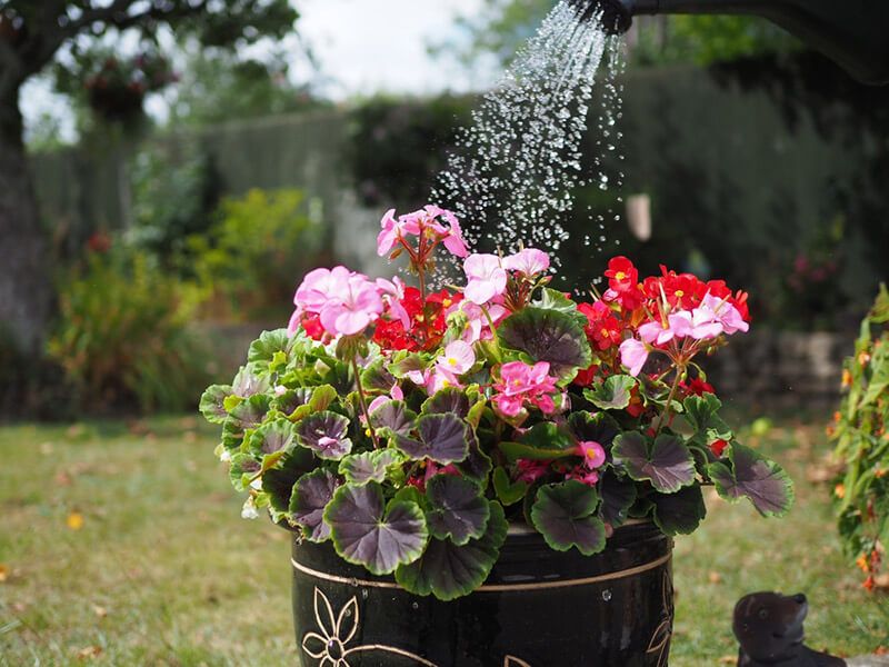 How to Care for Begonias: Basic Tips For Beginners - Shrubhub