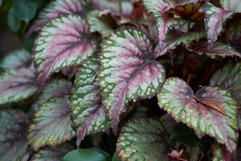 How to Care for Begonias: Basic Tips For Beginners - Shrubhub