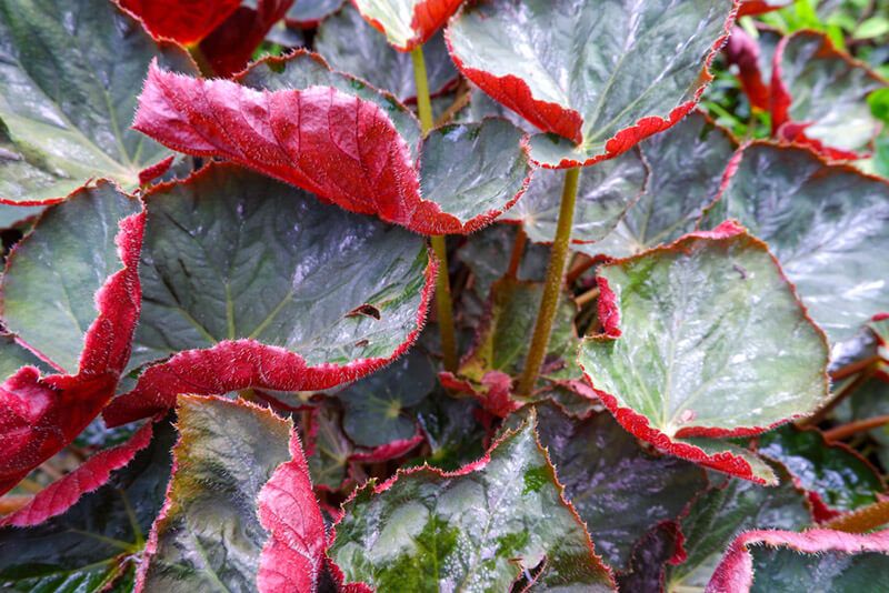 How to Care for Begonias: Basic Tips For Beginners - Shrubhub