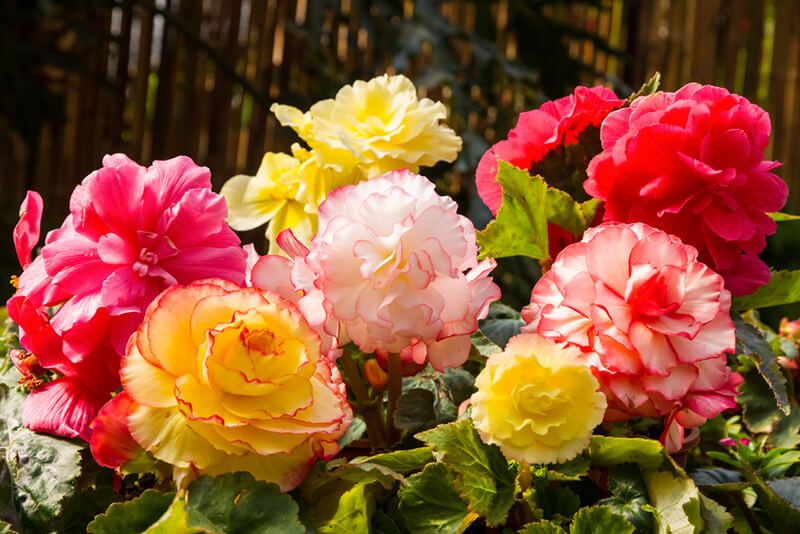 How to Care for Begonias: Basic Tips For Beginners - Shrubhub