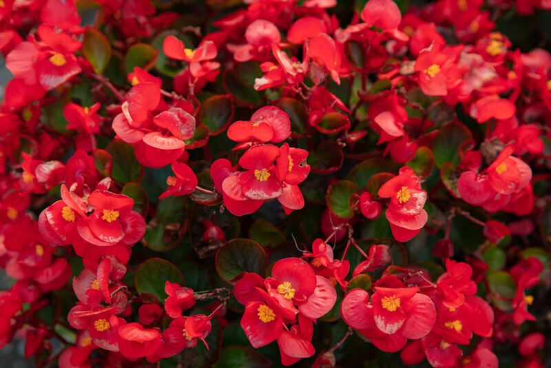 How to Care for Begonias: Basic Tips For Beginners - Shrubhub