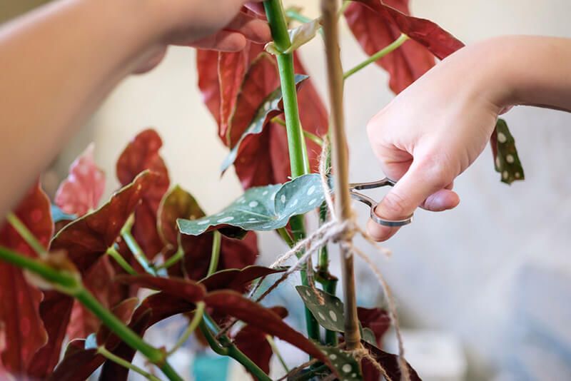How to Care for Begonias: Basic Tips For Beginners - Shrubhub