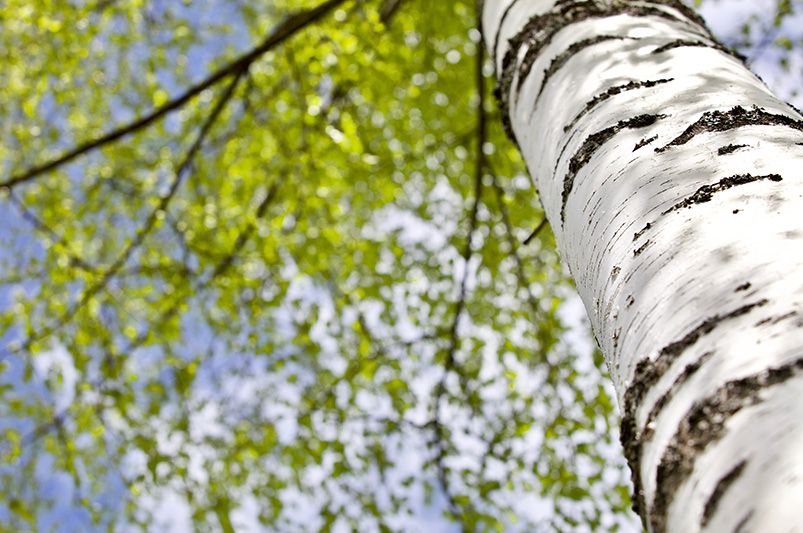 Birch Trees: Discovering the Plant That Fascinated Cultures - Shrubhub