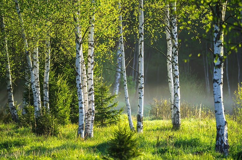 Birch Trees: Discovering the Plant That Fascinated Cultures - Shrubhub