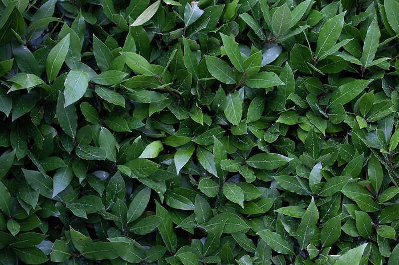 A Complete Guide to Landscaping with Laurel Shrubs - Shrubhub