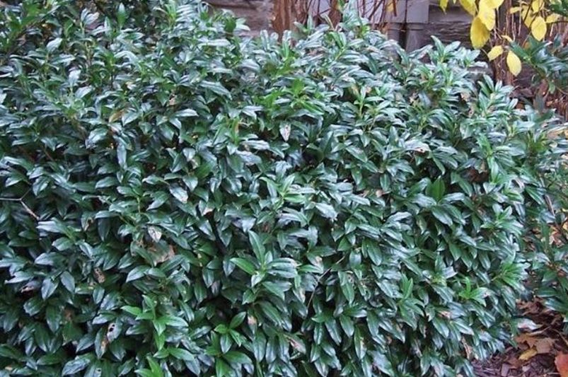 A Complete Guide to Landscaping with Laurel Shrubs - Shrubhub