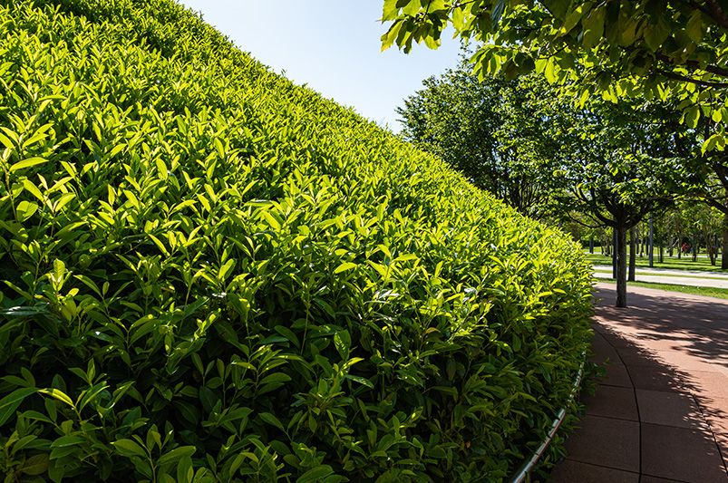 A Complete Guide to Landscaping with Laurel Shrubs - Shrubhub