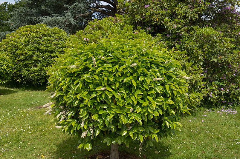 A Complete Guide to Landscaping with Laurel Shrubs - Shrubhub