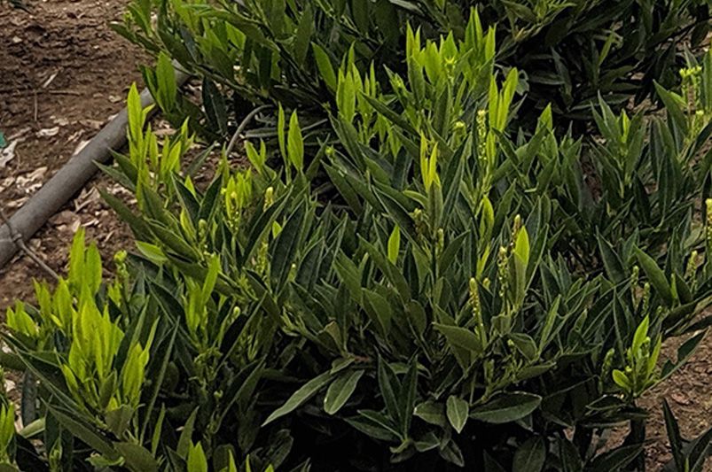 A Complete Guide to Landscaping with Laurel Shrubs - Shrubhub