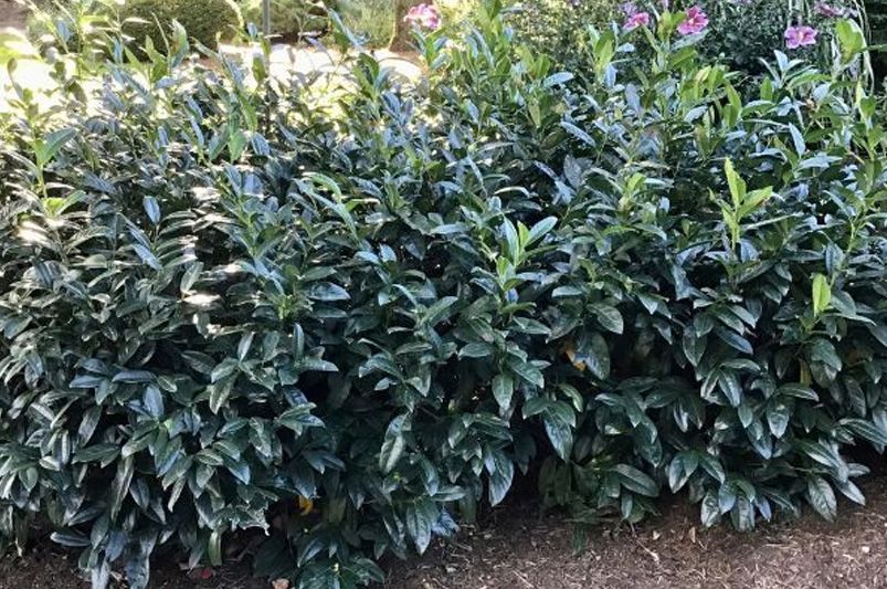 A Complete Guide to Landscaping with Laurel Shrubs - Shrubhub