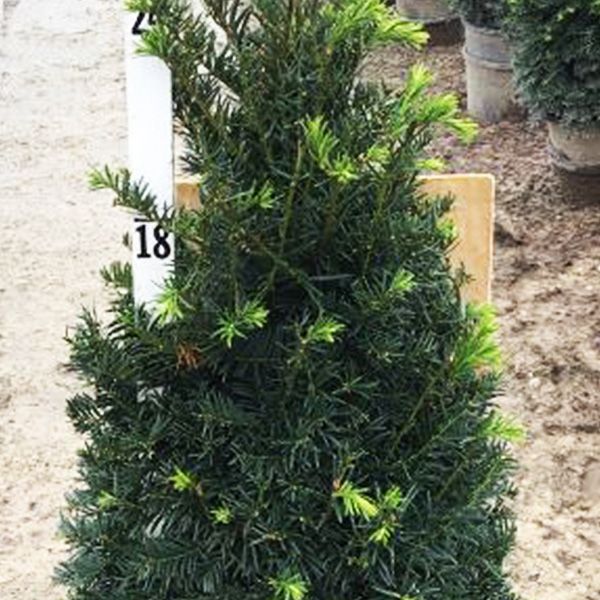 Elevate Your Landscape with Evergreen Yew Shrubs - Shrubhub