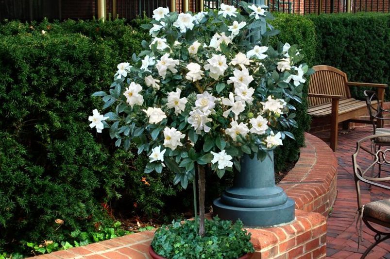 The Aromatic Gardenia Shrubs: Your Ultimate Guide to Growing Gardenias - Shrubhub