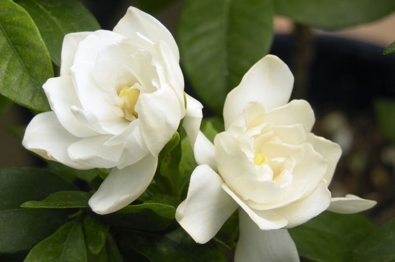 The Aromatic Gardenia Shrubs: Your Ultimate Guide to Growing Gardenias - Shrubhub