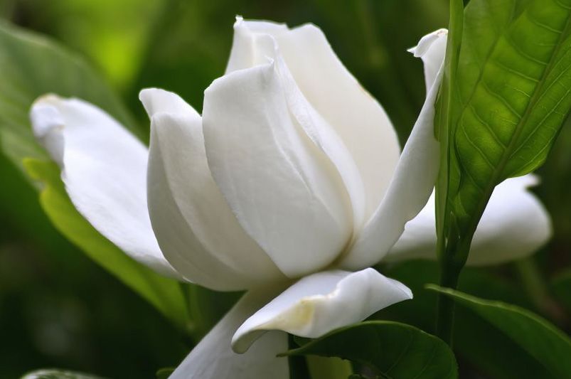 The Aromatic Gardenia Shrubs: Your Ultimate Guide to Growing Gardenias - Shrubhub