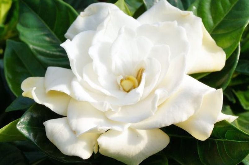 The Aromatic Gardenia Shrubs: Your Ultimate Guide to Growing Gardenias - Shrubhub