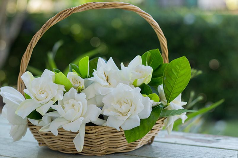 The Aromatic Gardenia Shrubs: Your Ultimate Guide to Growing Gardenias - Shrubhub