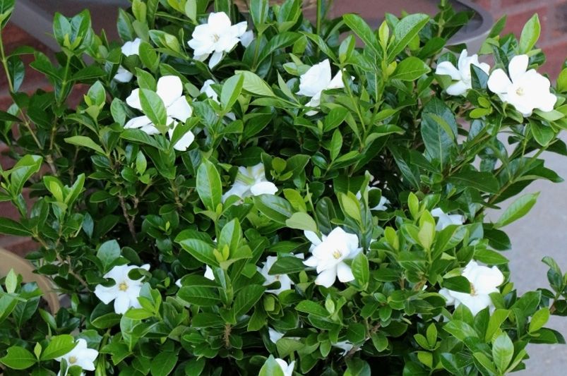 The Aromatic Gardenia Shrubs: Your Ultimate Guide to Growing Gardenias - Shrubhub