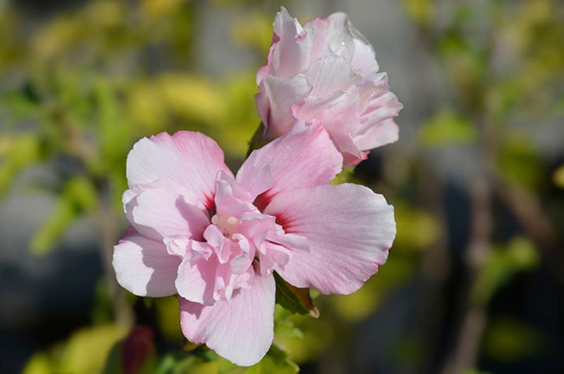 Dazzle Your Garden with These Jaw-Dropping Hibiscus Flowers - Shrubhub