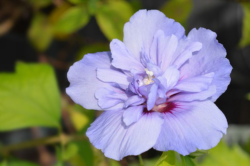 Dazzle Your Garden with These Jaw-Dropping Hibiscus Flowers - Shrubhub