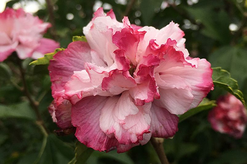 Dazzle Your Garden with These Jaw-Dropping Rose of Sharon Hibiscus Flowers - Shrubhub