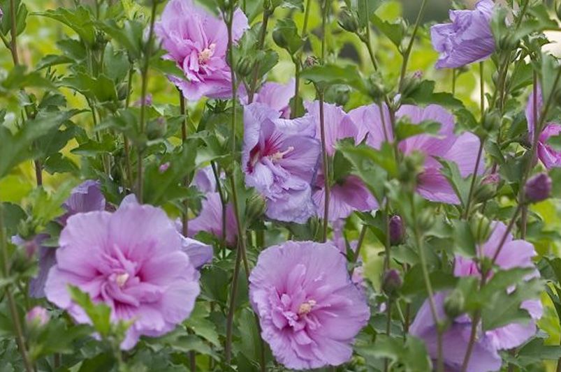 Dazzle Your Garden with These Jaw-Dropping Hibiscus Flowers - Shrubhub