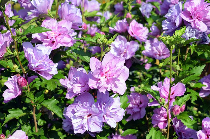 Dazzle Your Garden with These Jaw-Dropping Hibiscus Flowers - Shrubhub