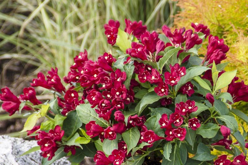 These Vibrant Weigelas Will Transform Your Garden Game!  - Shrubhub