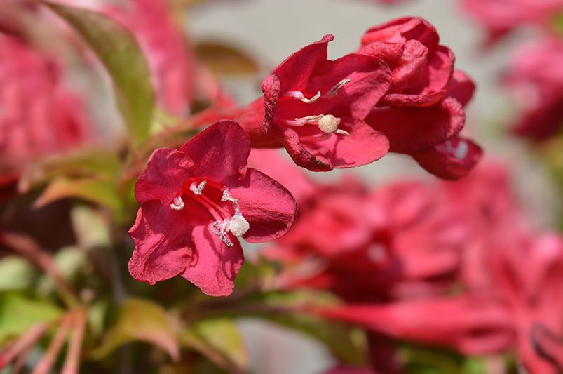 These Vibrant Weigelas Will Transform Your Garden Game!  - Shrubhub