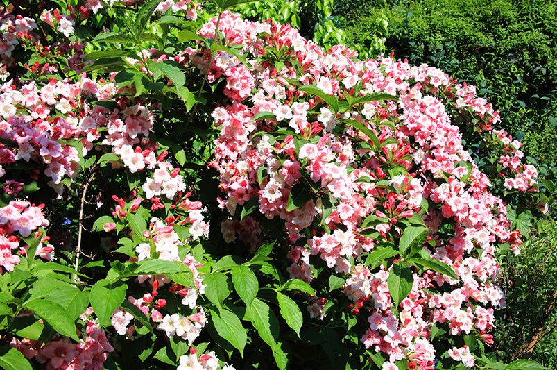 These Vibrant Weigelas Will Transform Your Garden Game!  - Shrubhub