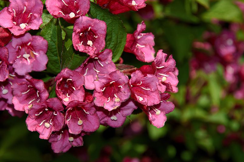 These Vibrant Weigelas Will Transform Your Garden Game!  - Shrubhub